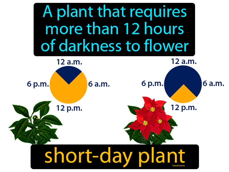 Short Day Plant Definition Short Day Plant Definition