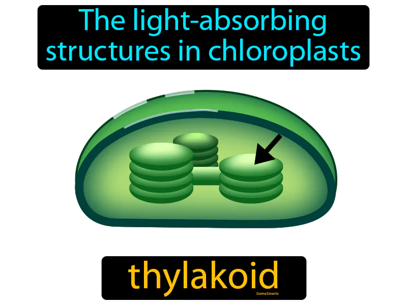 Thylakoid Definition Thylakoid Definition