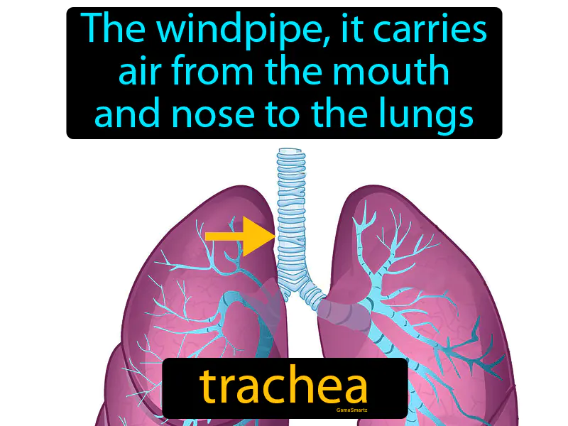 Trachea Definition Trachea Definition
